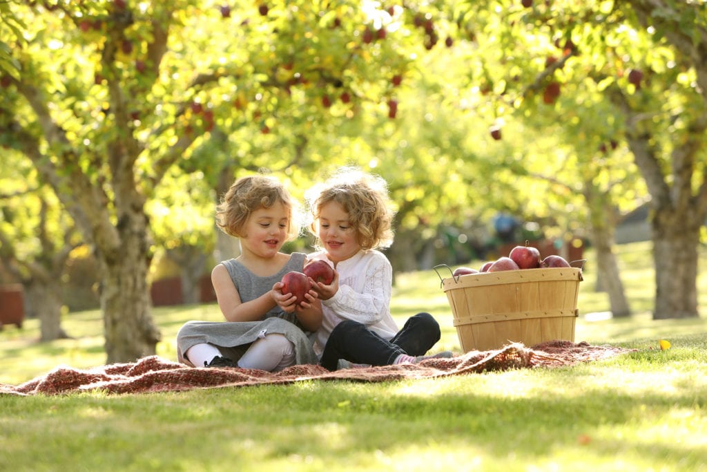 Curly blond haired girls sitting on a blanket with apples in the orchard sun